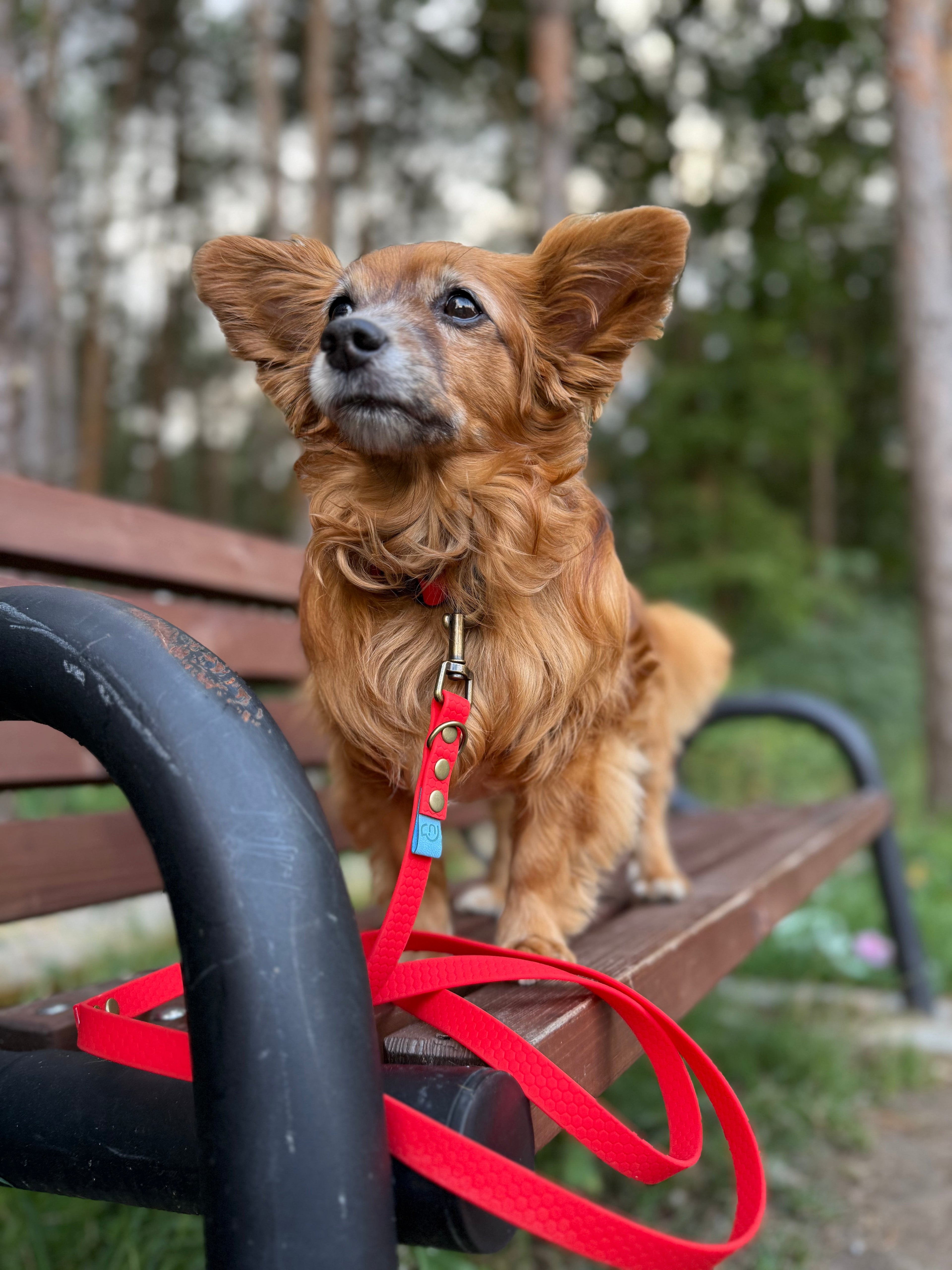 SMYCZE MIEJSKIE-Psiumpel