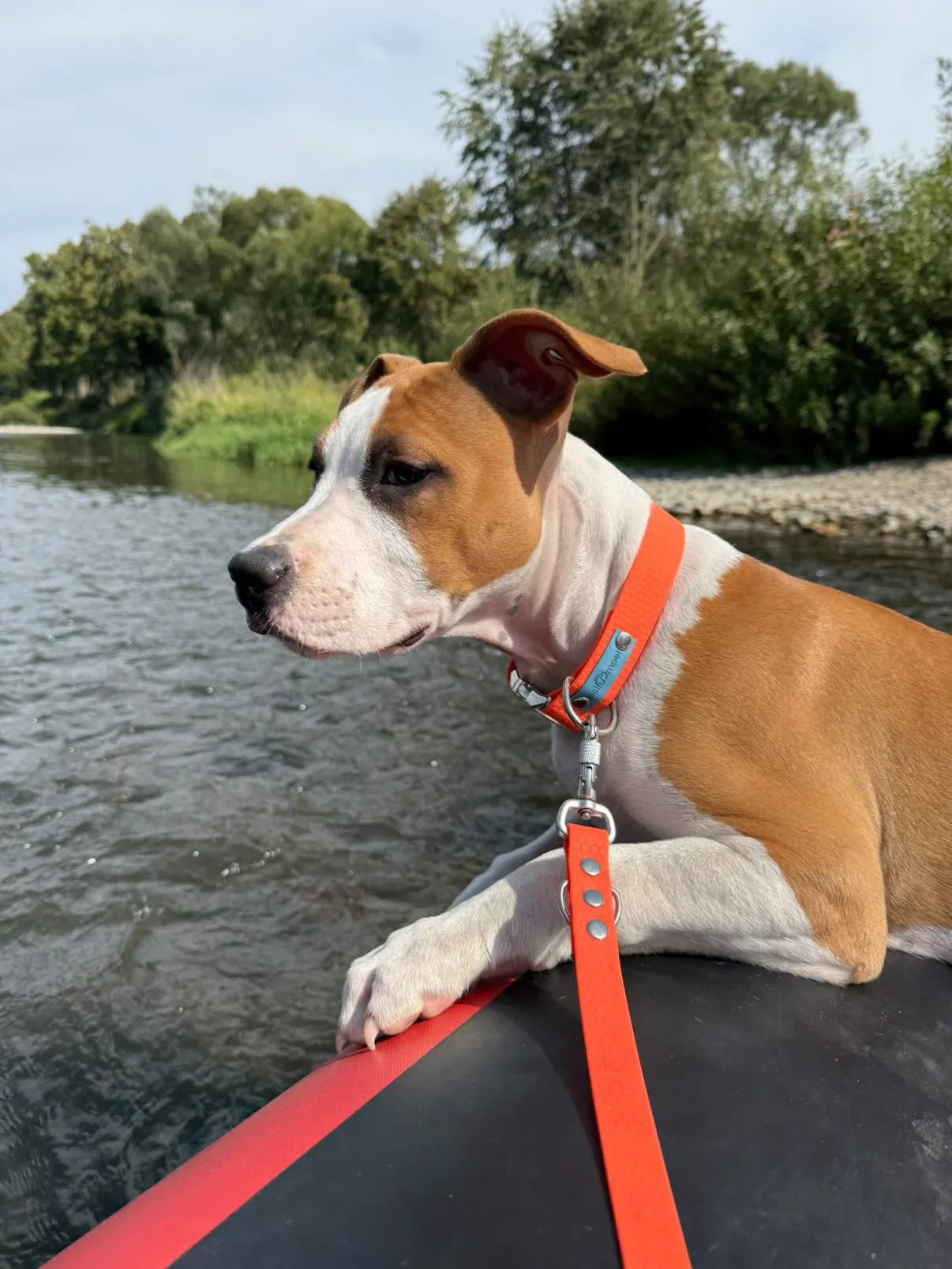 Wodoodporna obroża z klamrą - Psiumpel