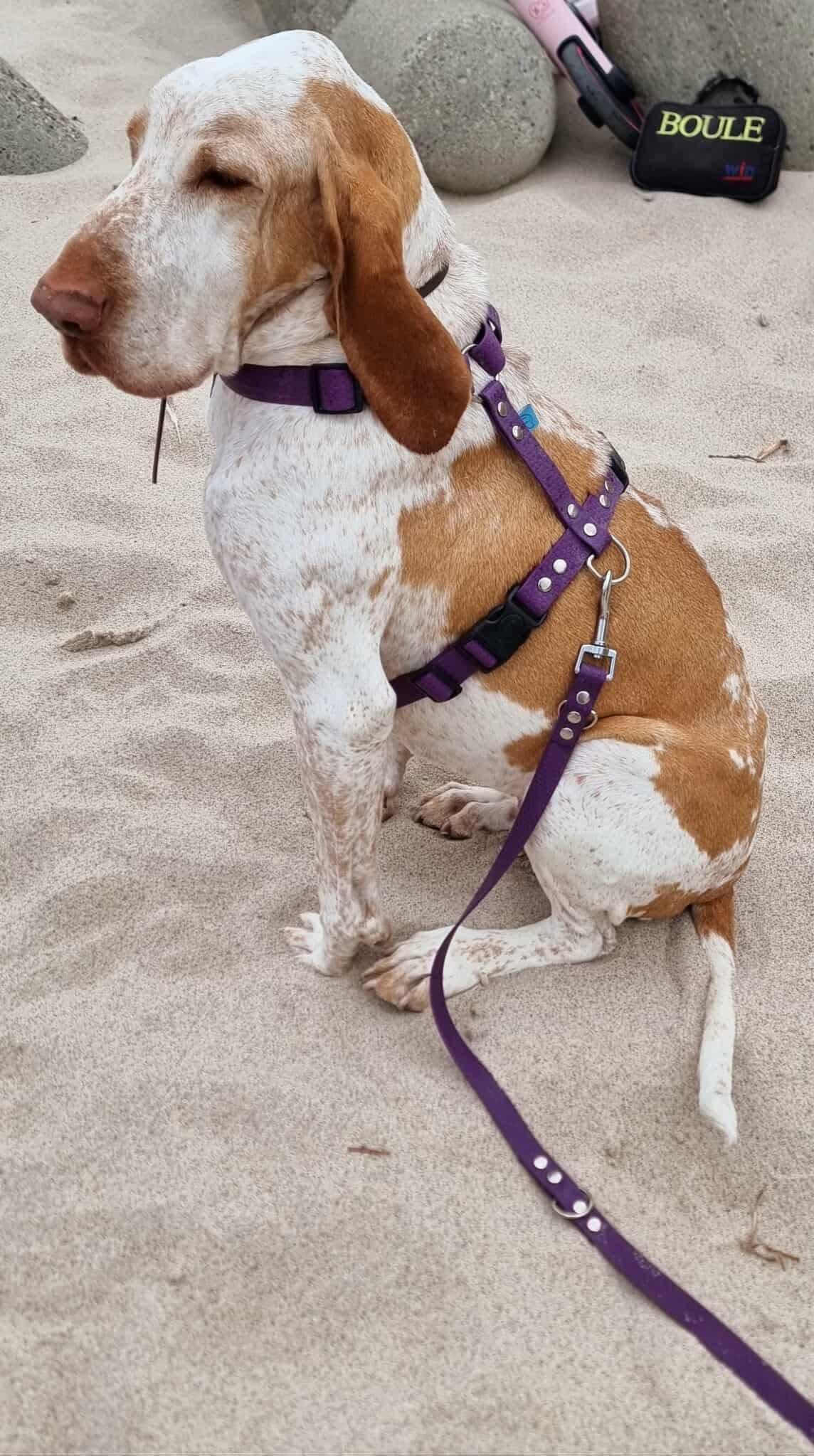 Smycz przepinana - Psiumpel