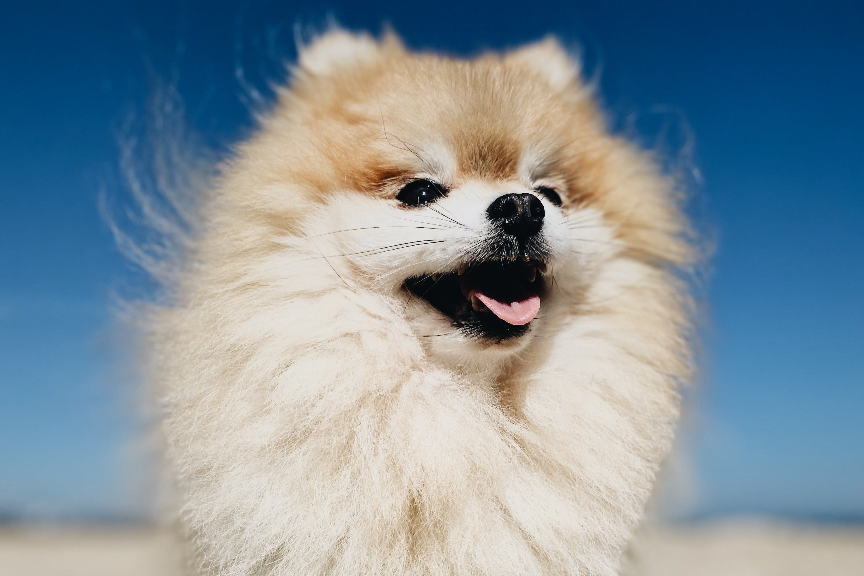 Jeden z kochanych psiaków Ewy - założycielki Psiumpla