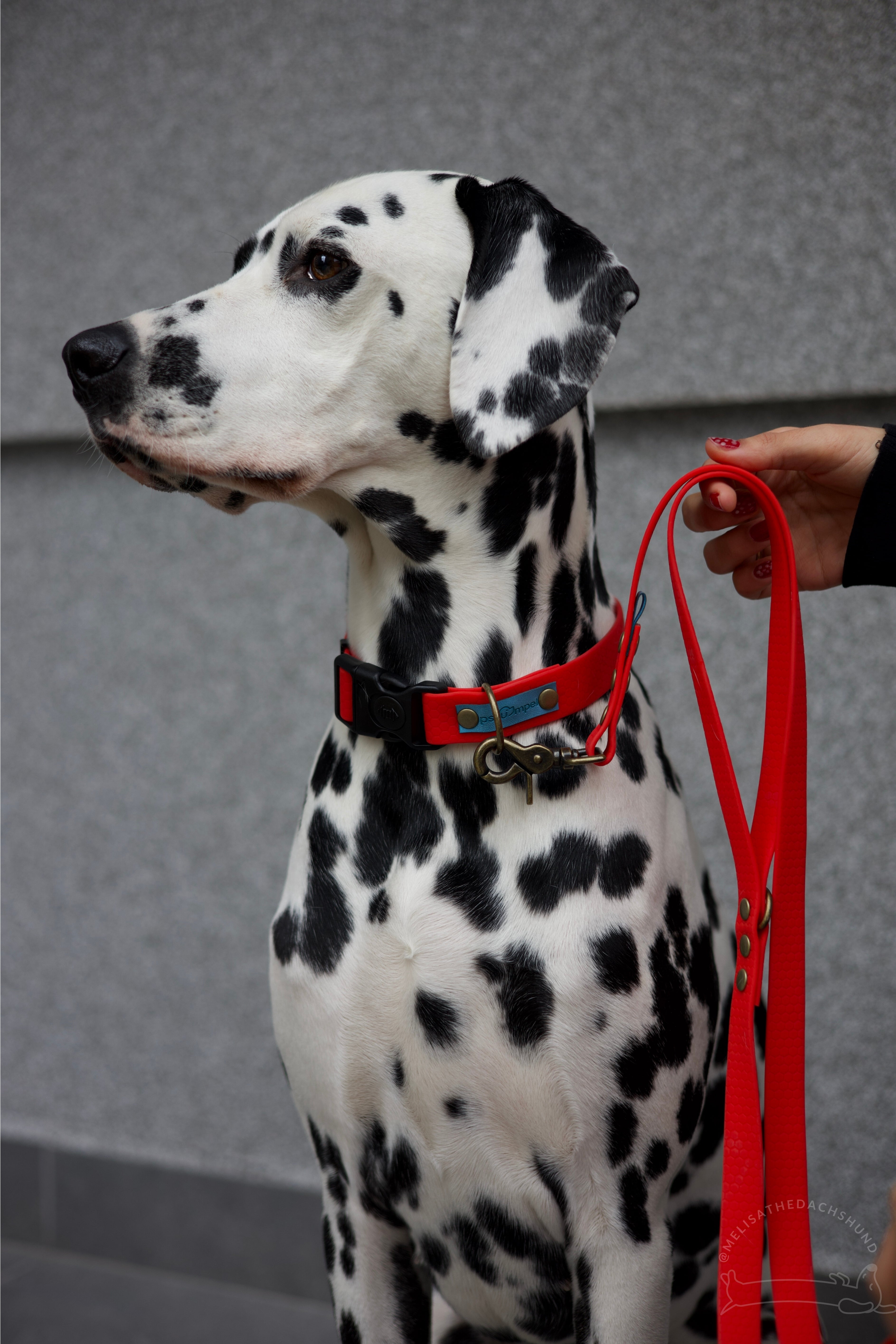 Wodoodporna obroża z klamrą