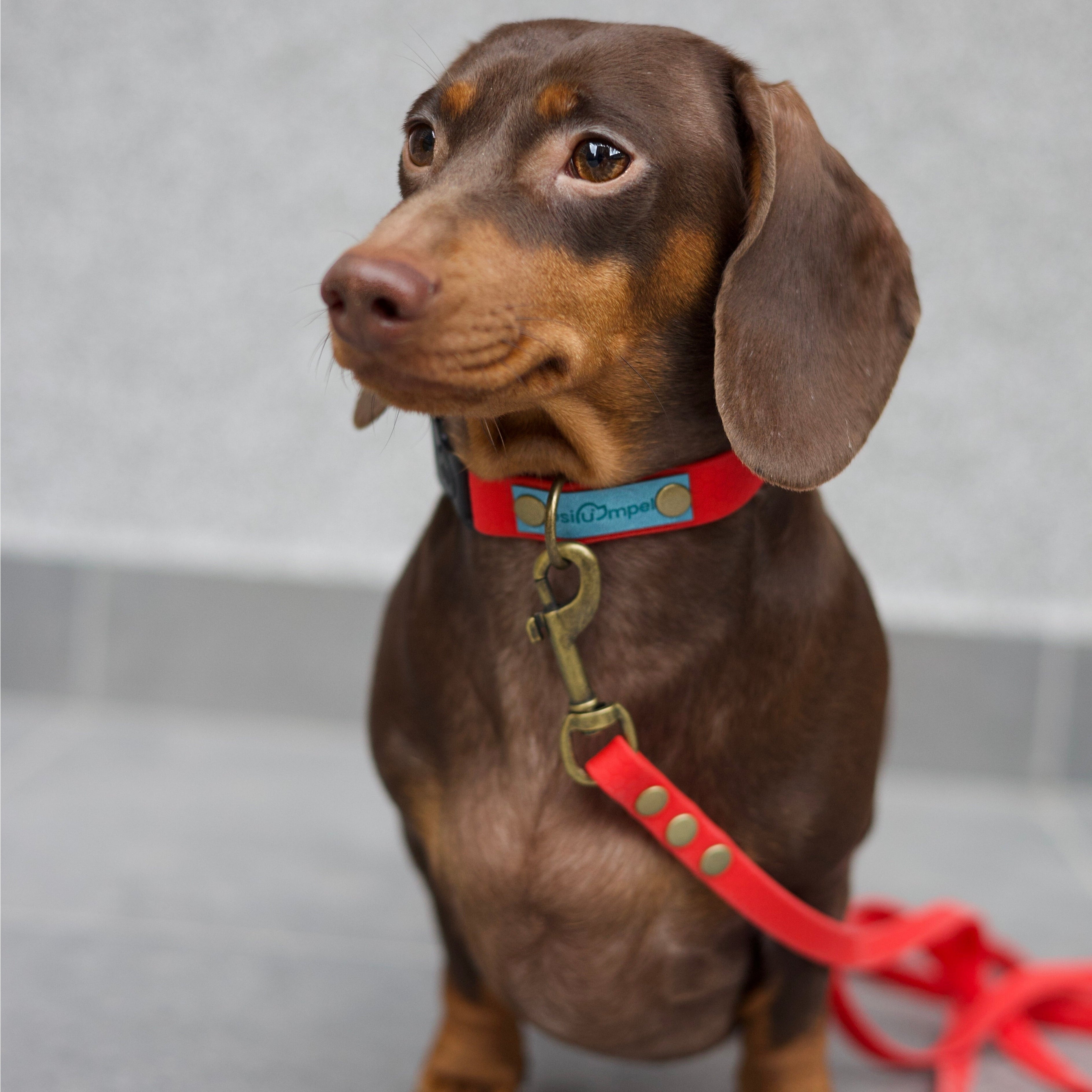 Wodoodporna obroża z klamrą