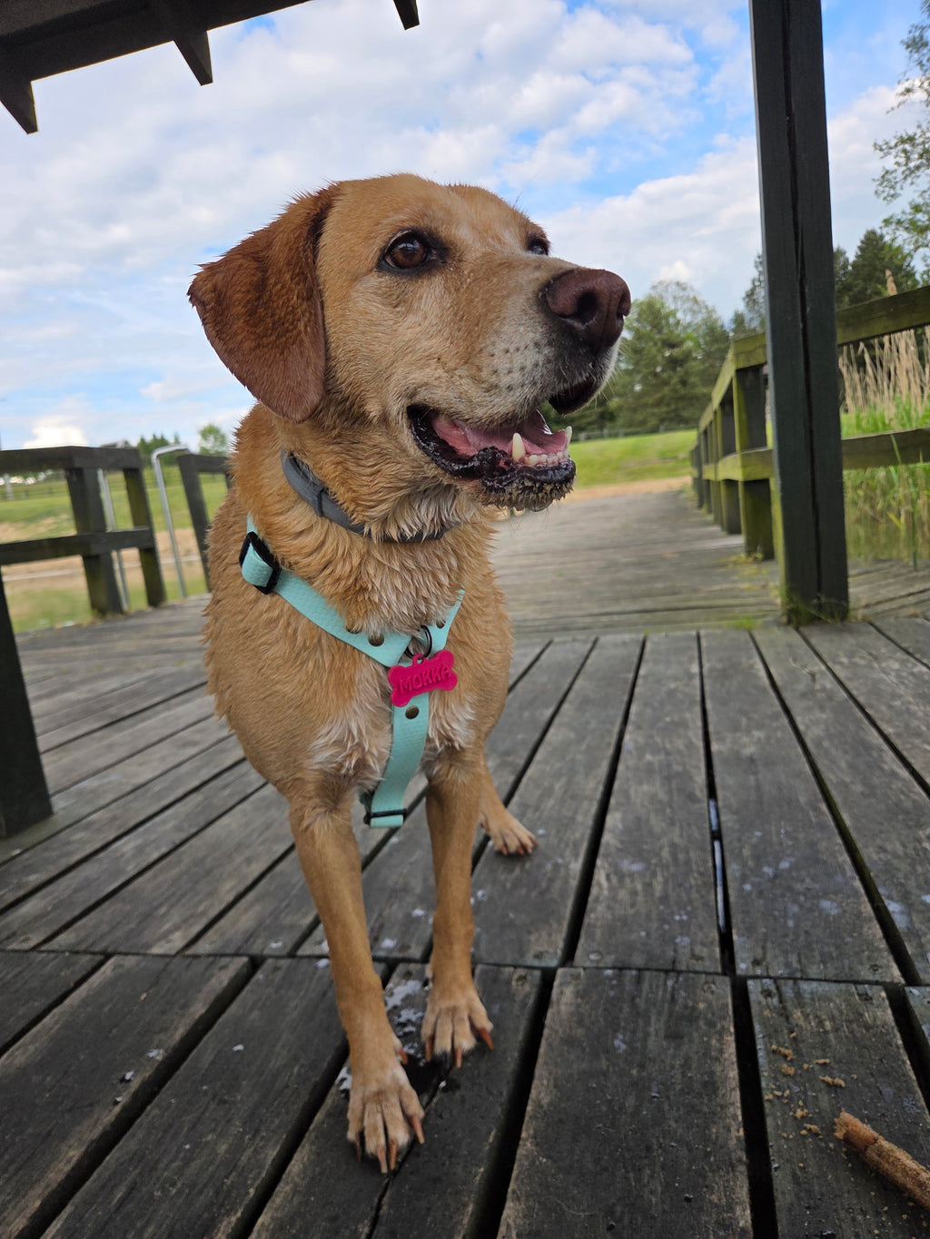 Wodoodporne szelki guard