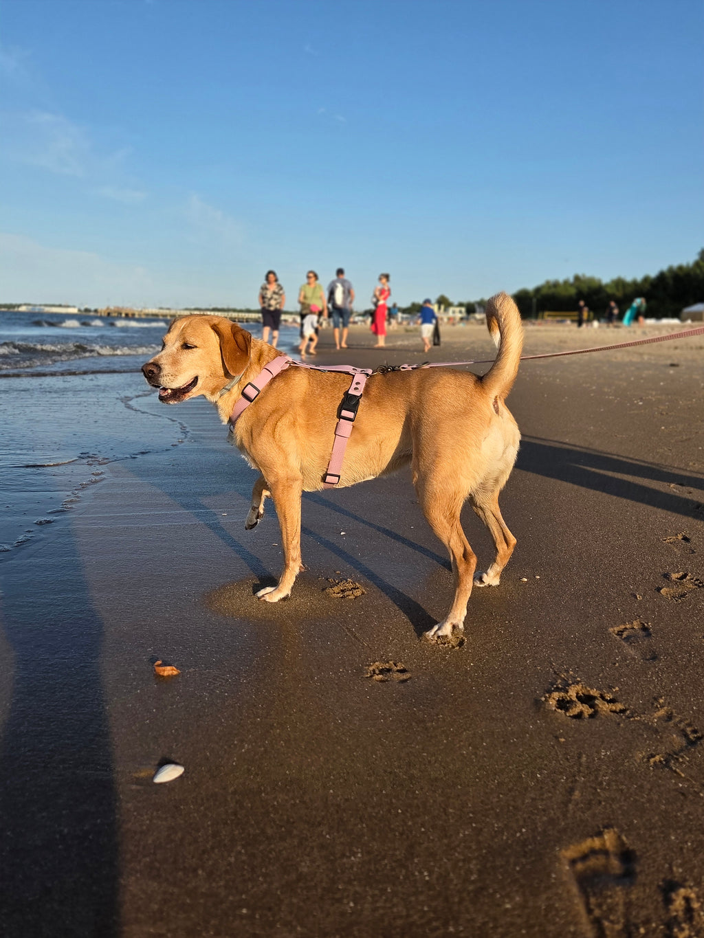 Wodoodporne szelki guard