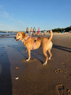 Wodoodporne szelki guard