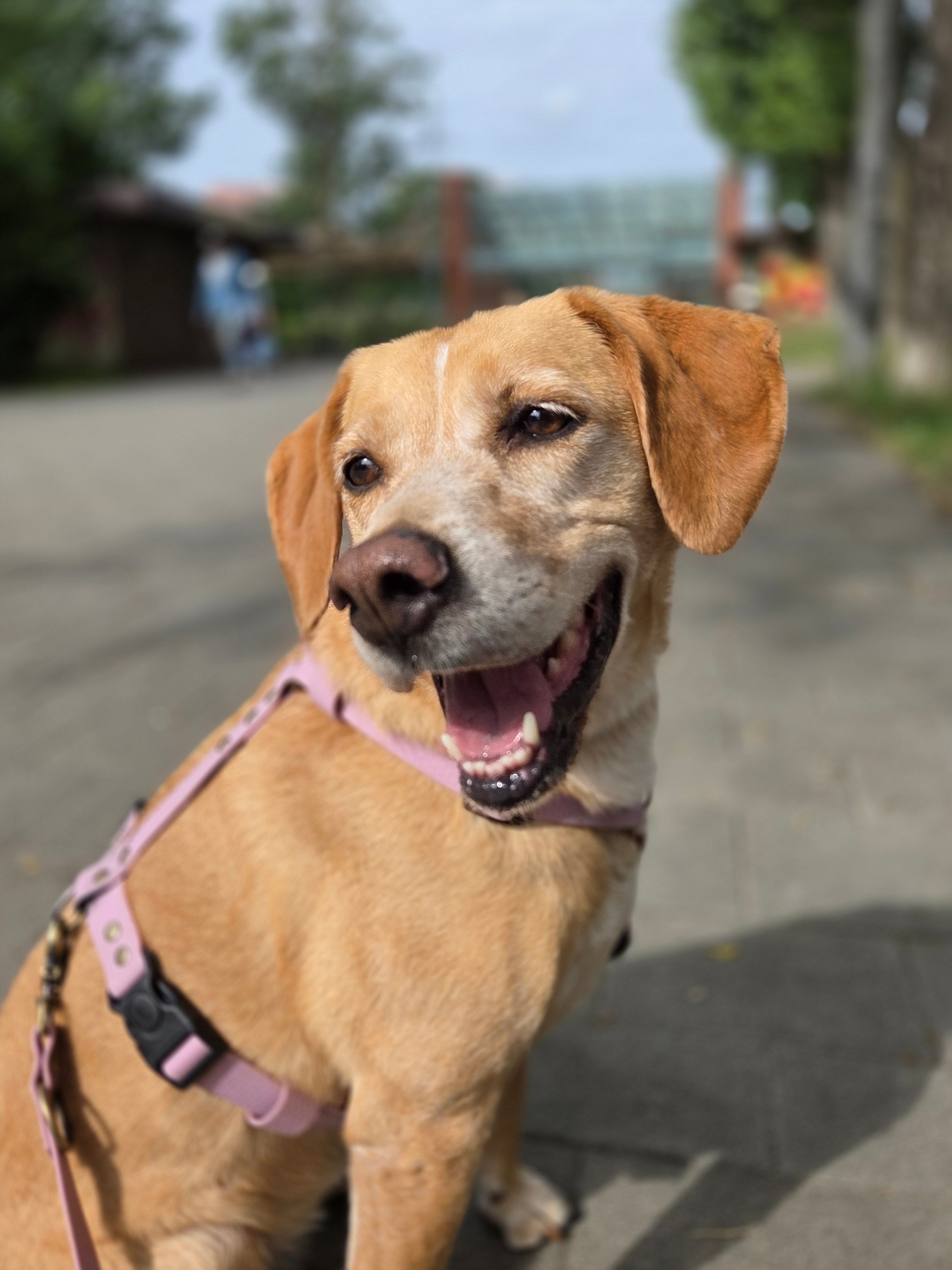 Wodoodporne szelki guard