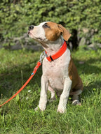 Wodoodporna obroża z klamrą - Psiumpel