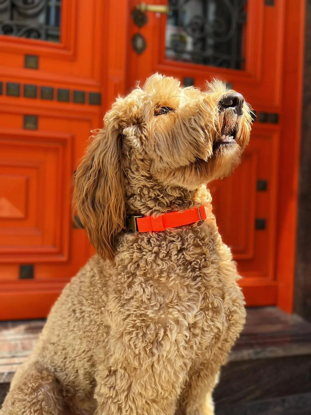 Wodoodporna obroża z klamrą - Psiumpel