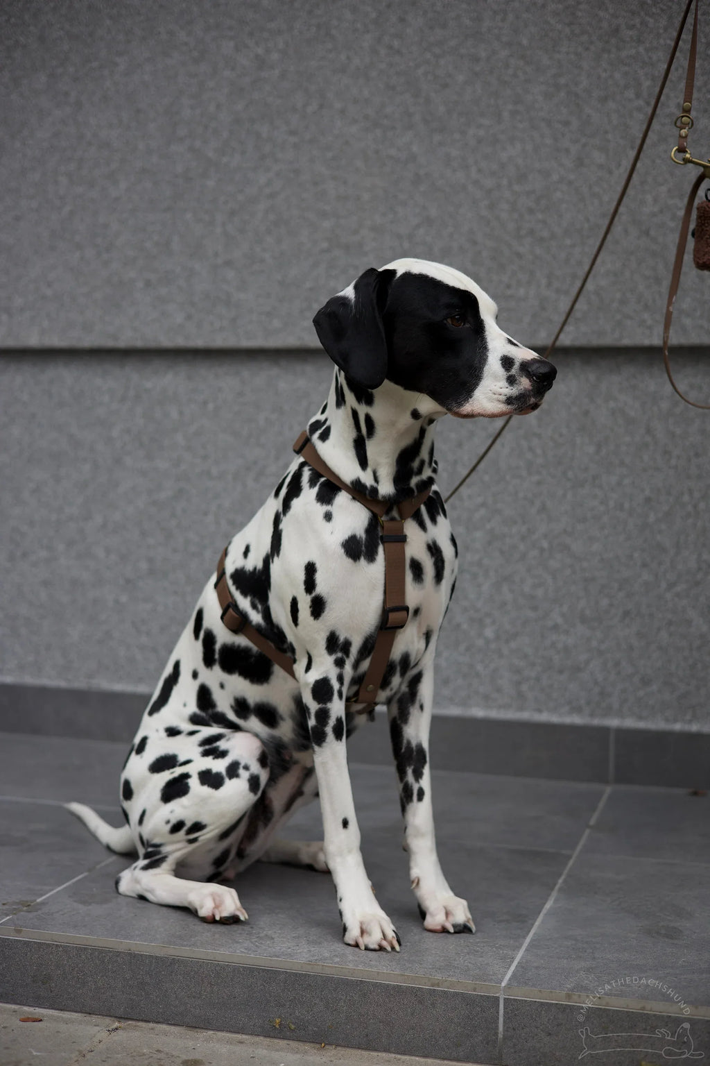 Wodoodporne szelki guard - Psiumpel