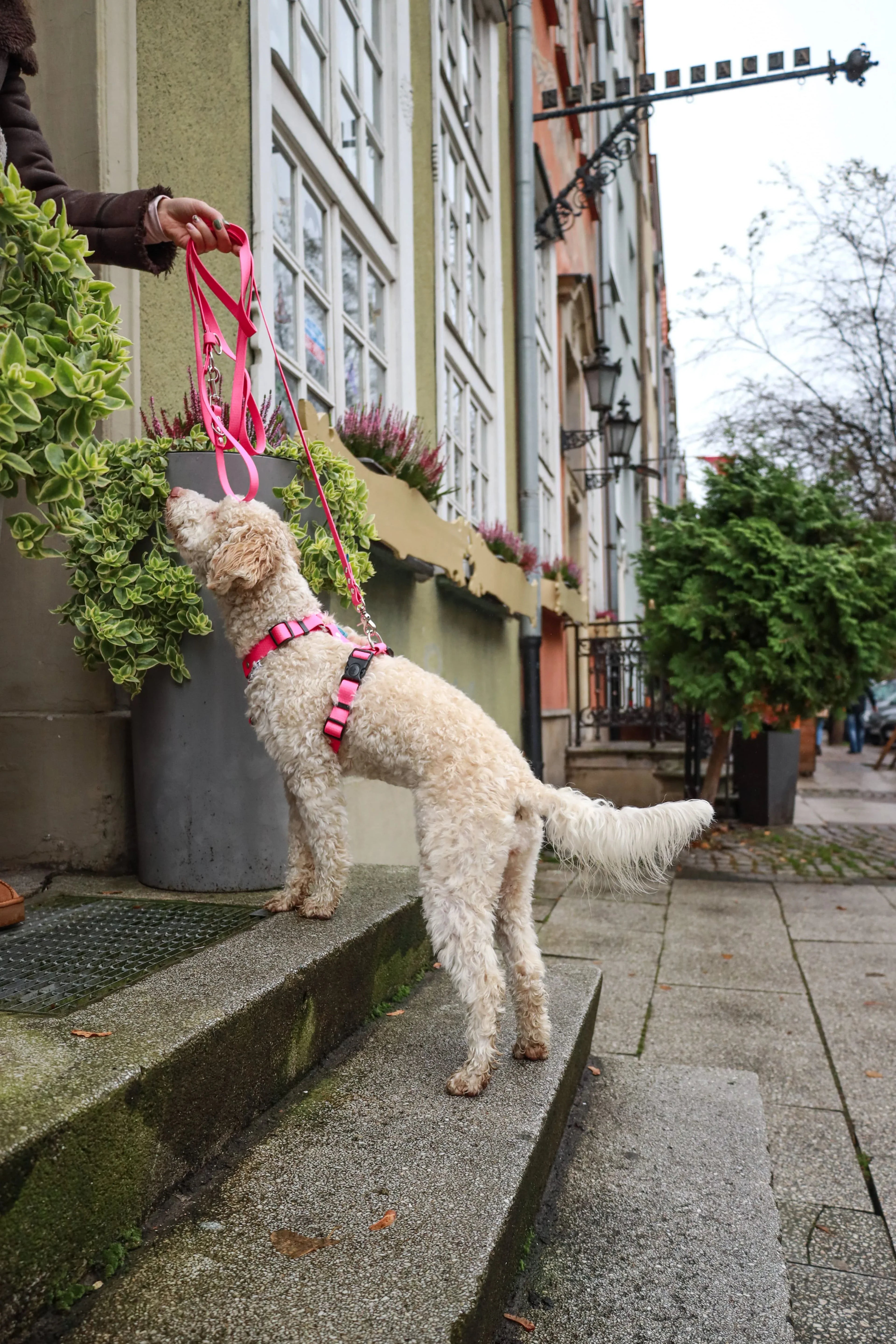 Wodoodporne szelki guard - Psiumpel