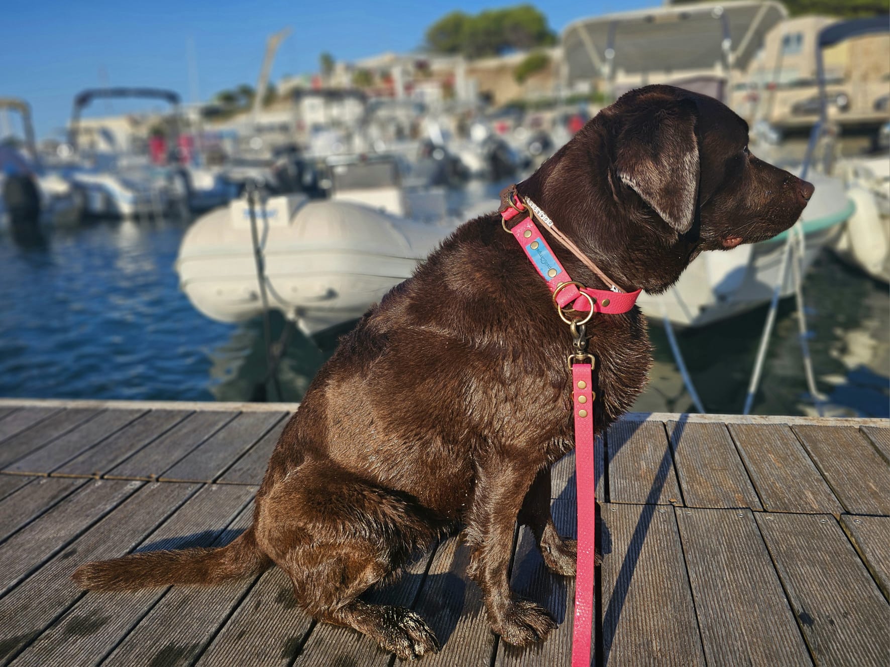 Obroża półzaciskowa Psiumpel, dla Psa i Ciebie