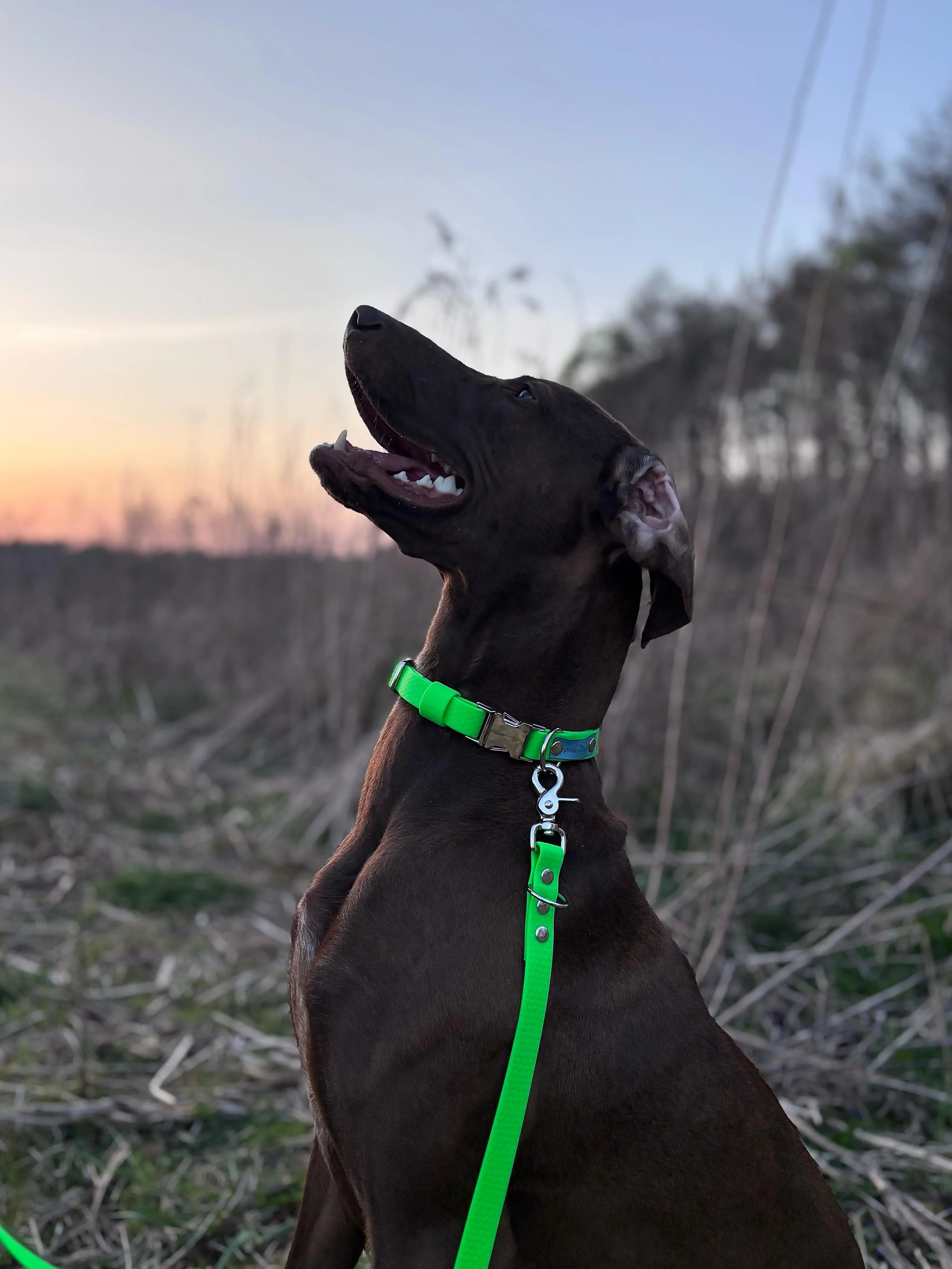 Wodoodporna obroża z klamrą - Psiumpel