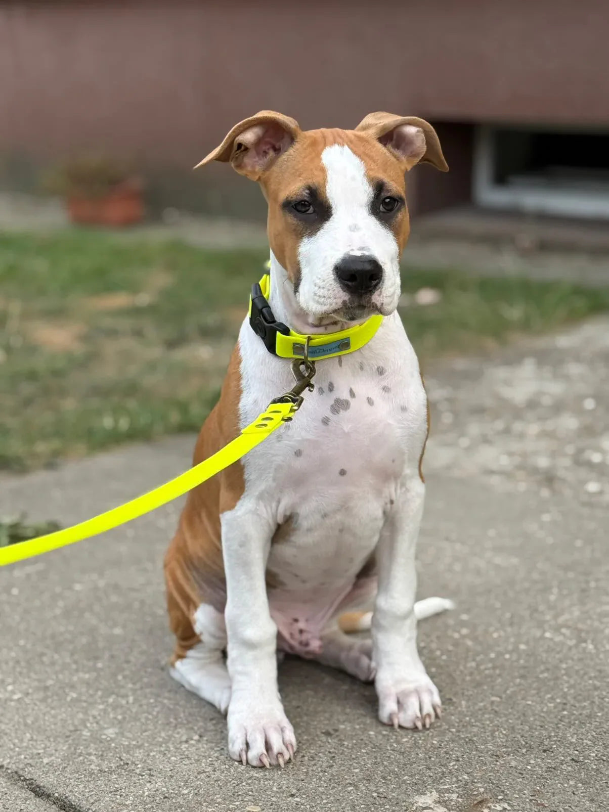 Wodoodporna obroża z klamrą - Psiumpel