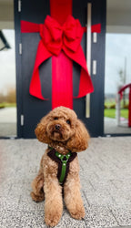 Bezuciskowe szelki guard - COZY - Psiumpel