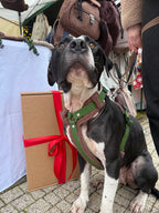 Bezuciskowe szelki guard - COZY - Psiumpel