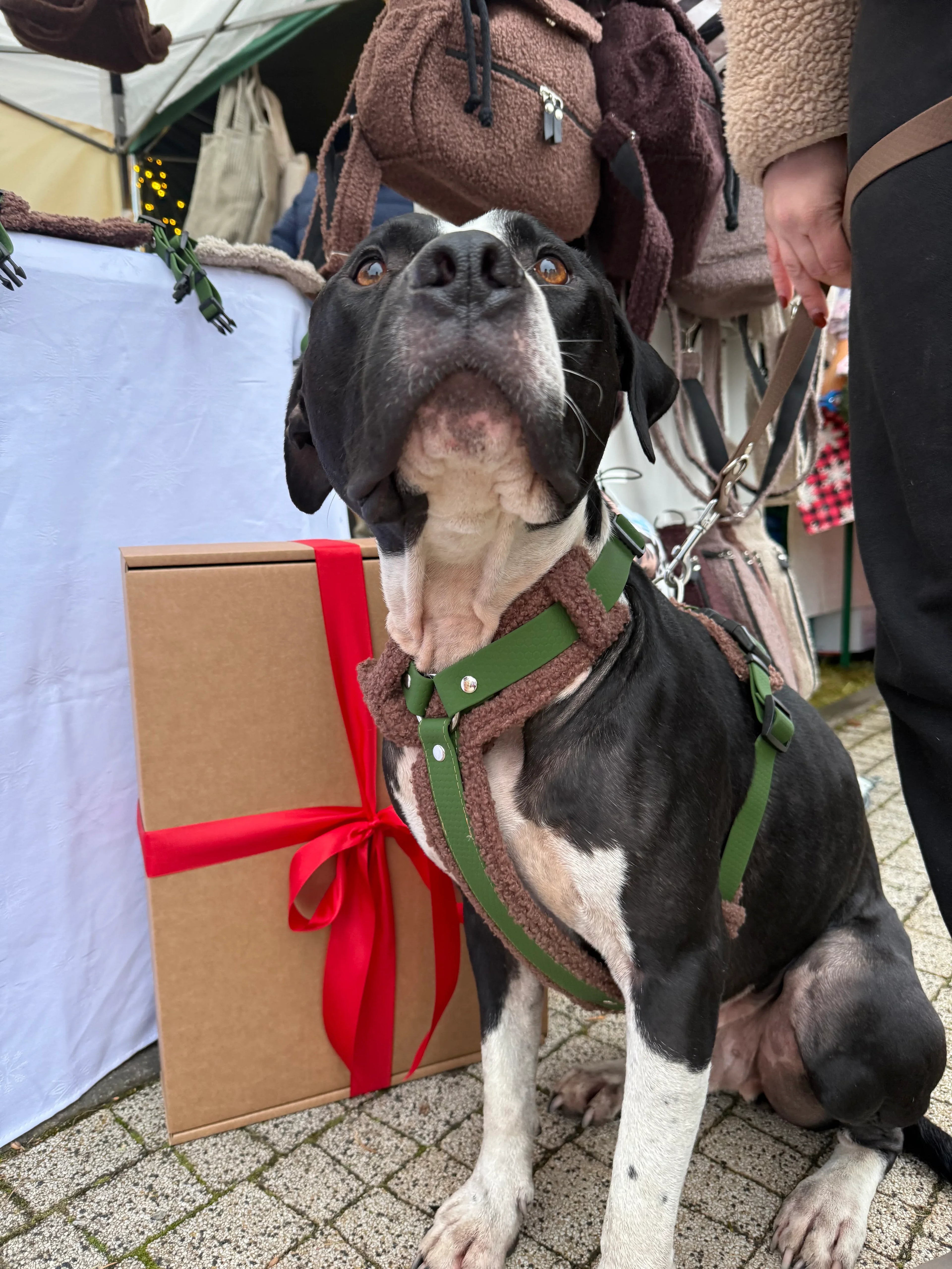 Bezuciskowe szelki guard - COZY - Psiumpel