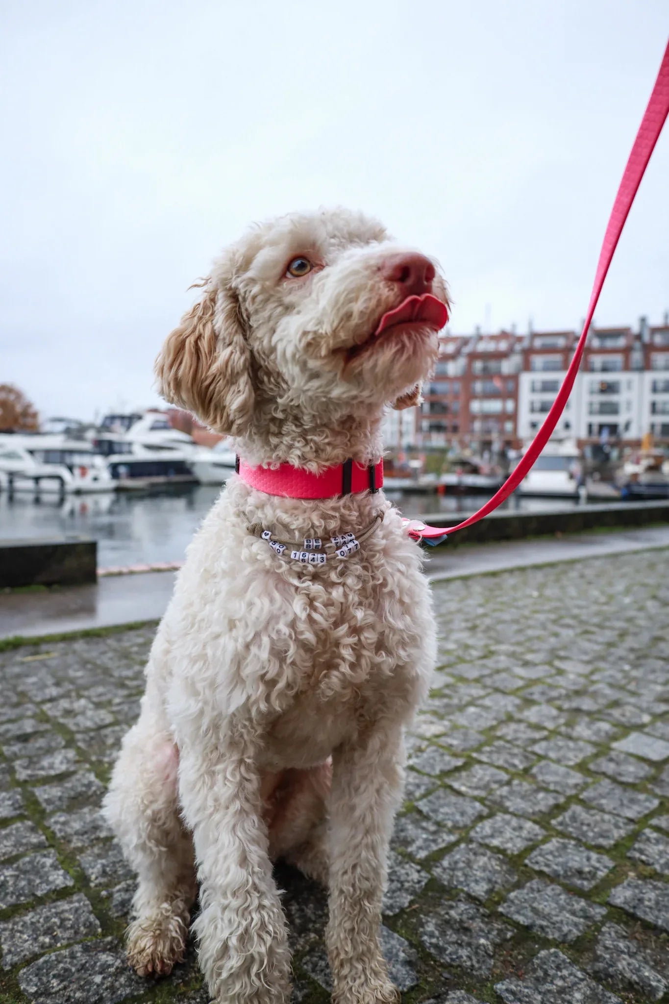 Wodoodporna obroża z klamrą - Psiumpel