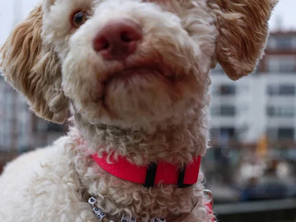 Wodoodporna obroża z klamrą - Psiumpel