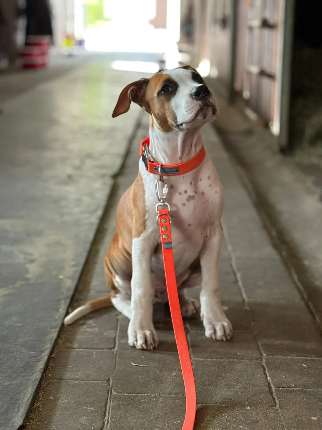 Wodoodporna obroża z klamrą - Psiumpel