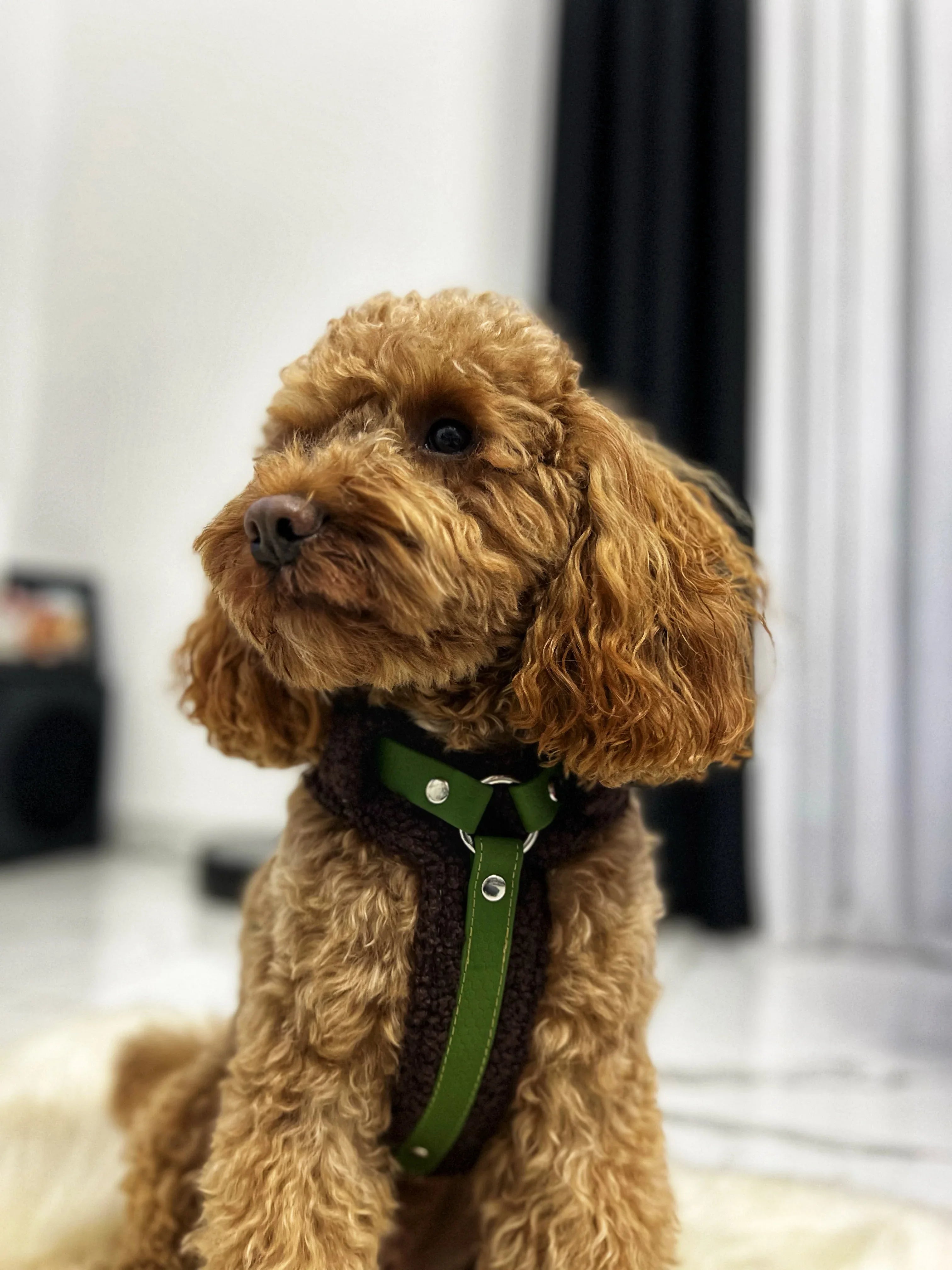 Bezuciskowe szelki guard - COZY - Psiumpel