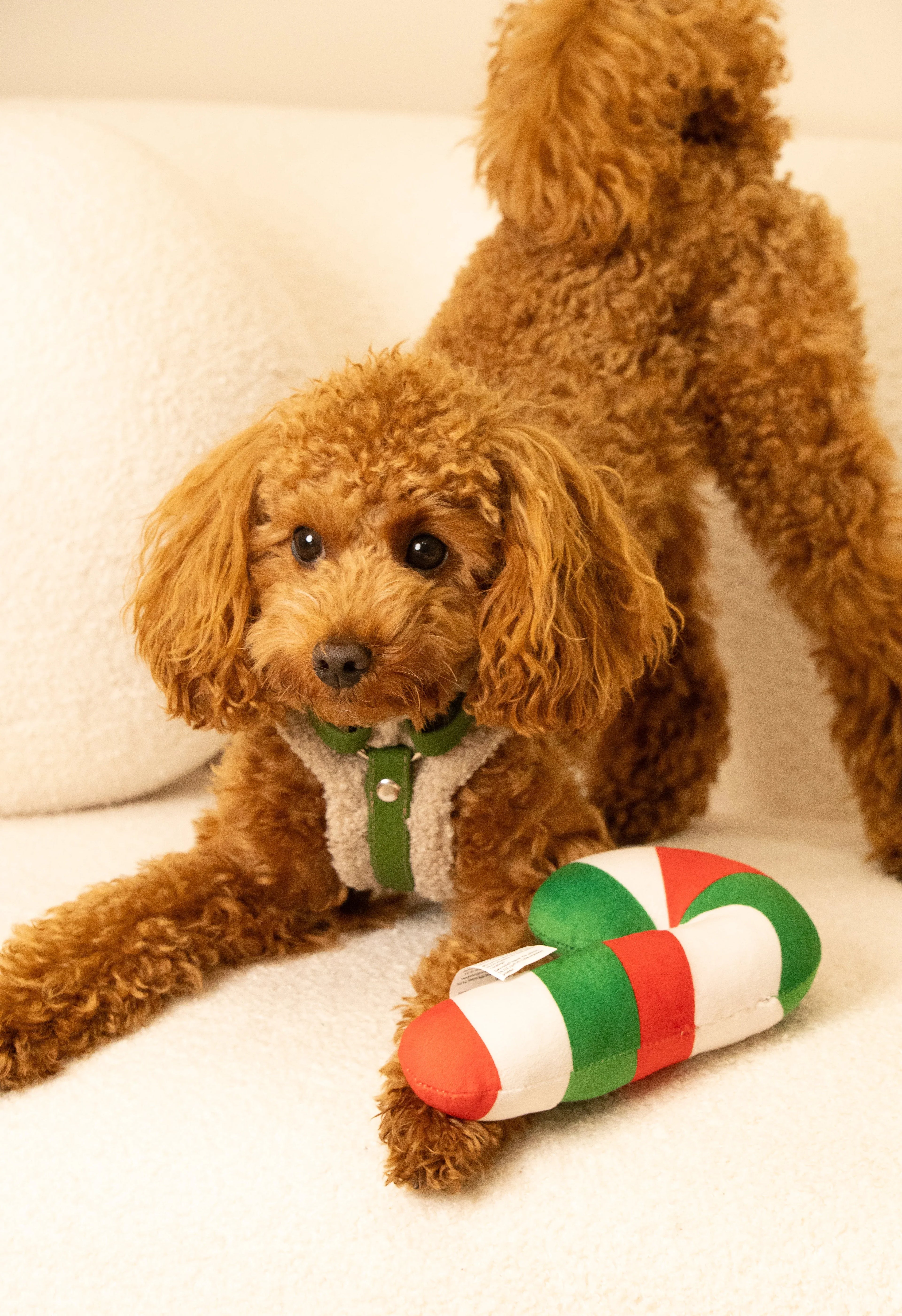 Bezuciskowe szelki guard - COZY - Psiumpel