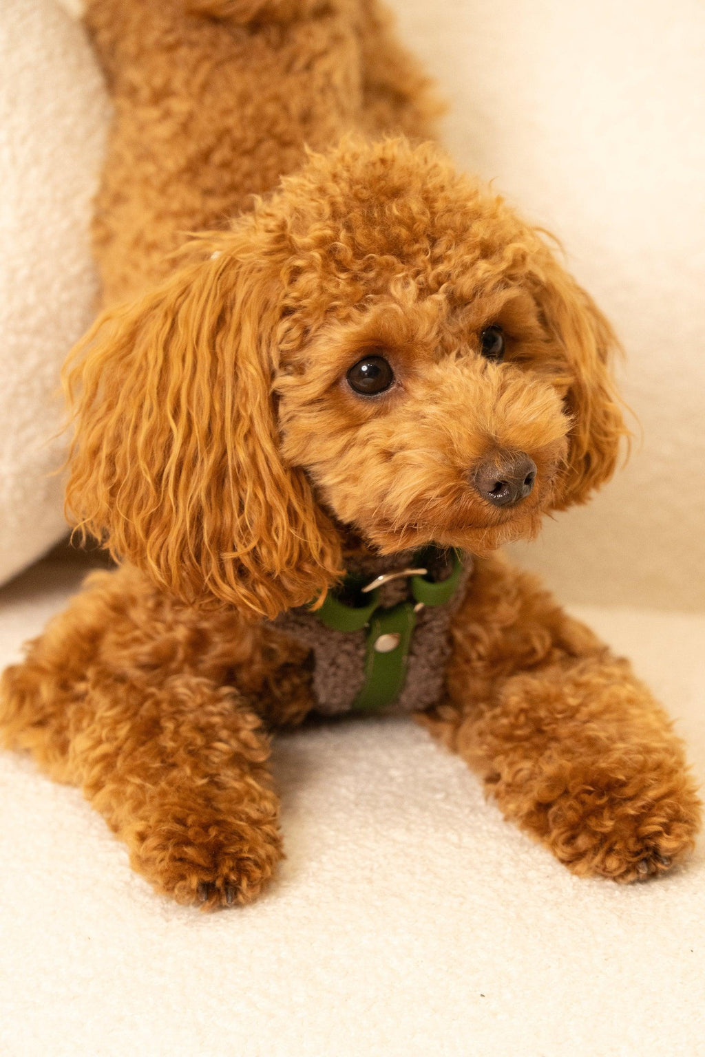 Bezuciskowe szelki guard - COZY - Psiumpel