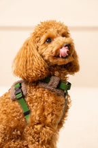 Szelki bezuciskowe guard COZY Psiumpel, dla Psa i Ciebie