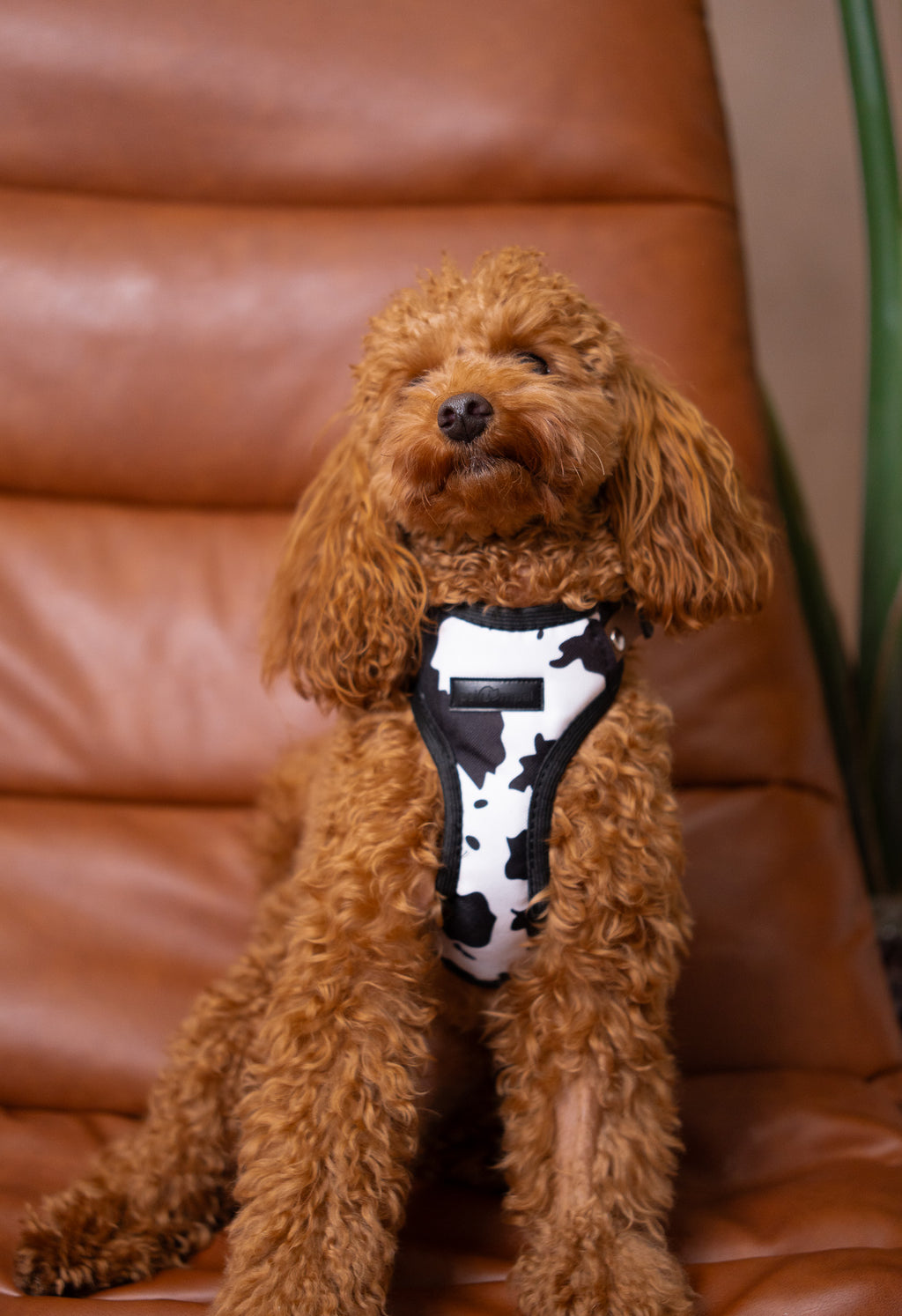 Bezuciskowe szelki guard - WILD