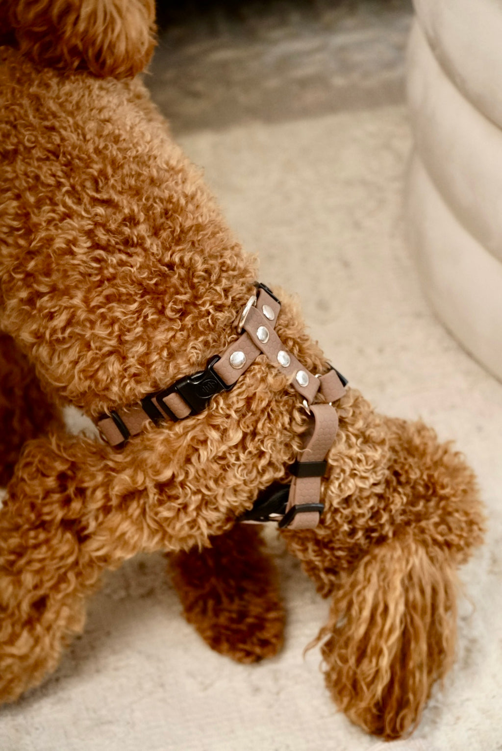 Szelki bezuciskowe guard WILD Psiumpel, dla Psa i Ciebie