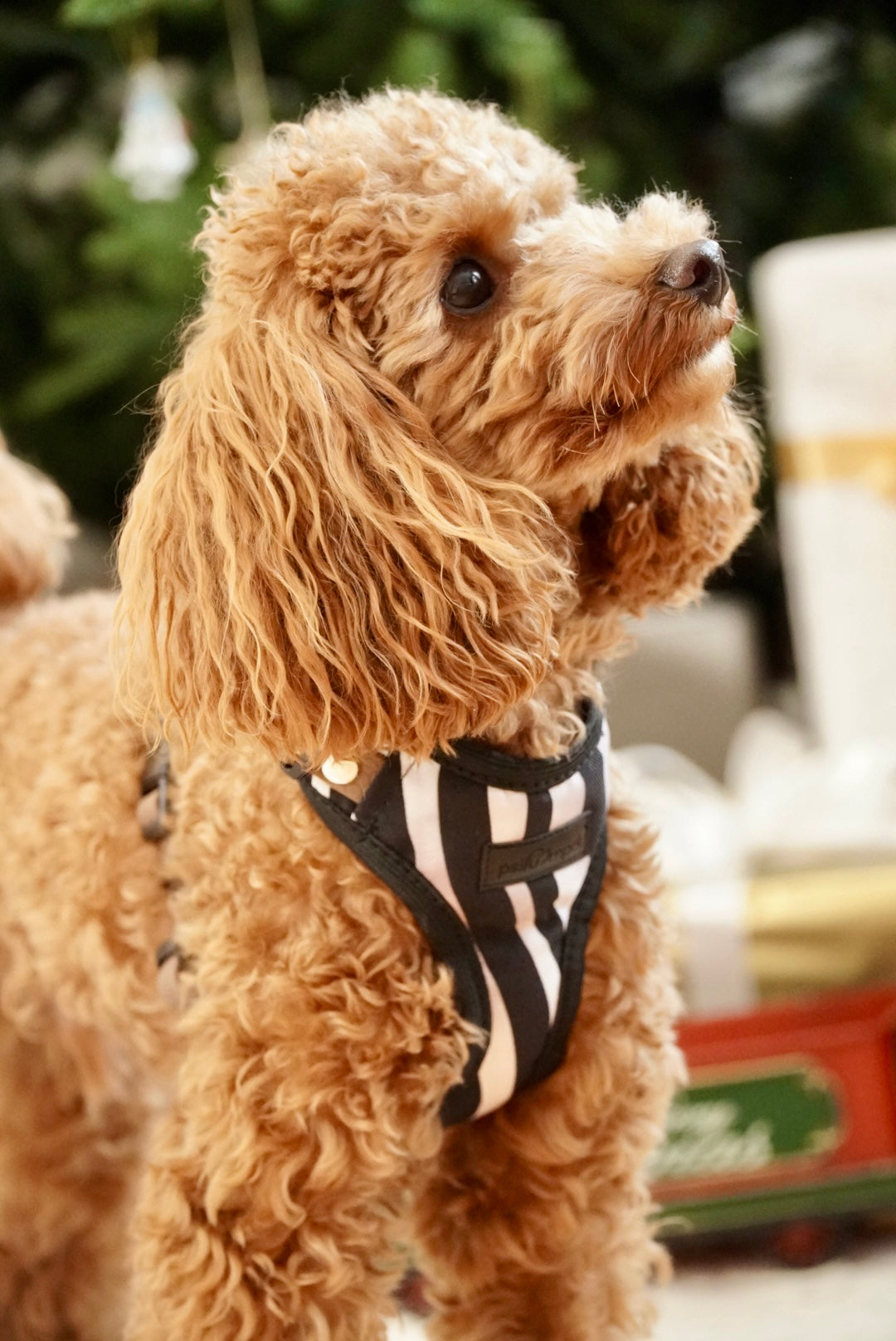 Szelki bezuciskowe guard WILD Psiumpel, dla Psa i Ciebie