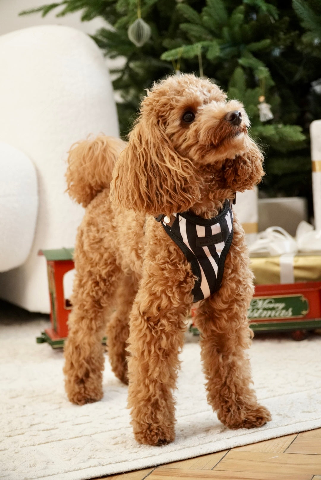 Szelki bezuciskowe guard WILD Psiumpel, dla Psa i Ciebie