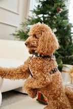 Bezuciskowe szelki guard - WILD - Psiumpel