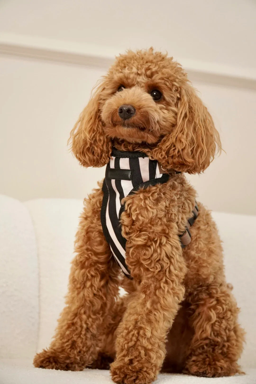 Bezuciskowe szelki guard - WILD - Psiumpel