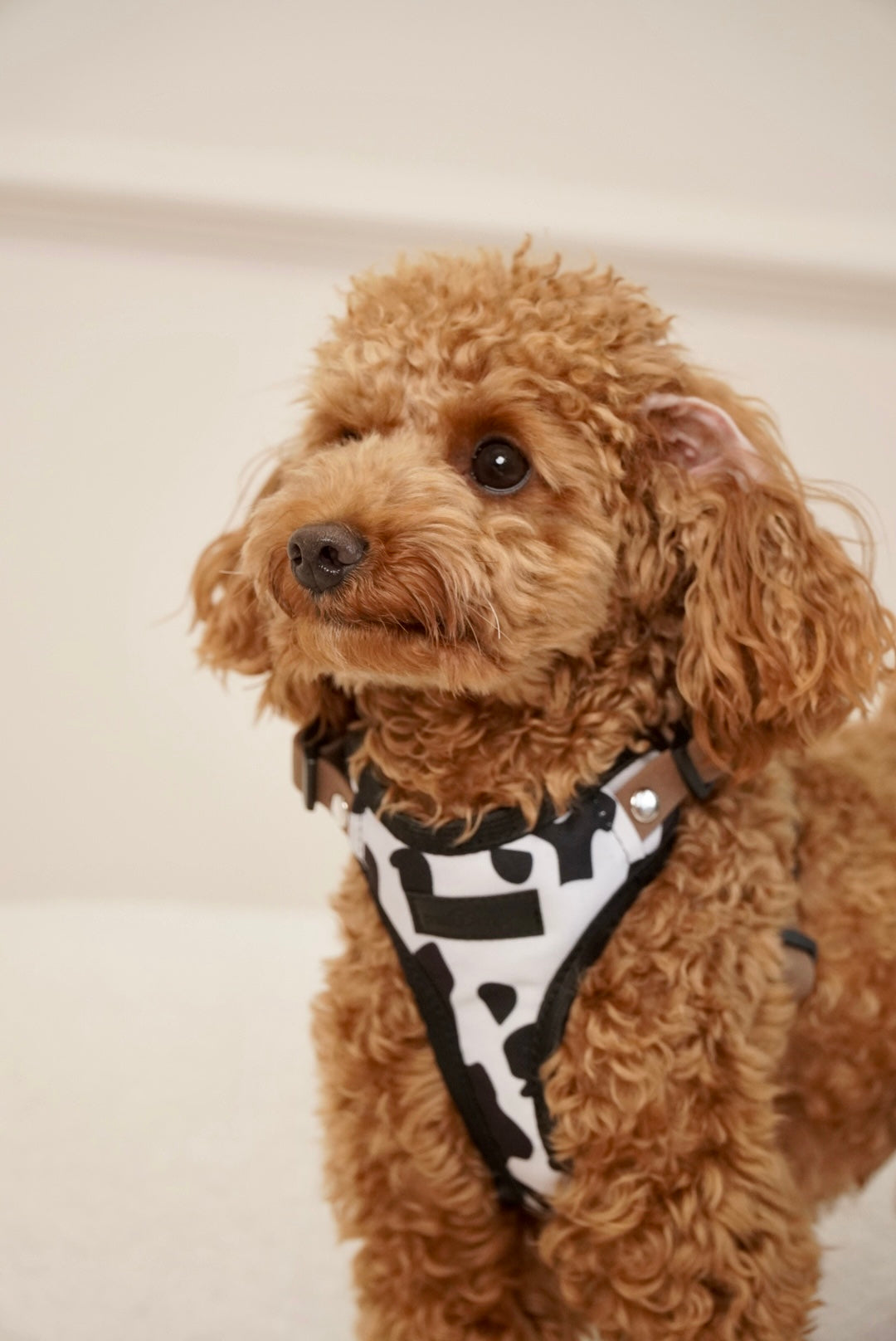 Szelki bezuciskowe guard WILD Psiumpel, dla Psa i Ciebie