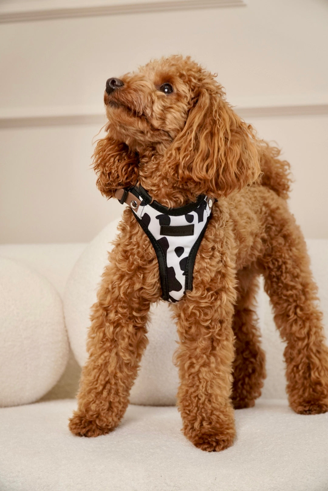 Szelki bezuciskowe guard WILD Psiumpel, dla Psa i Ciebie