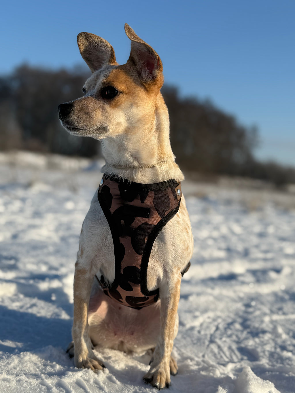 Bezuciskowe szelki guard - WILD