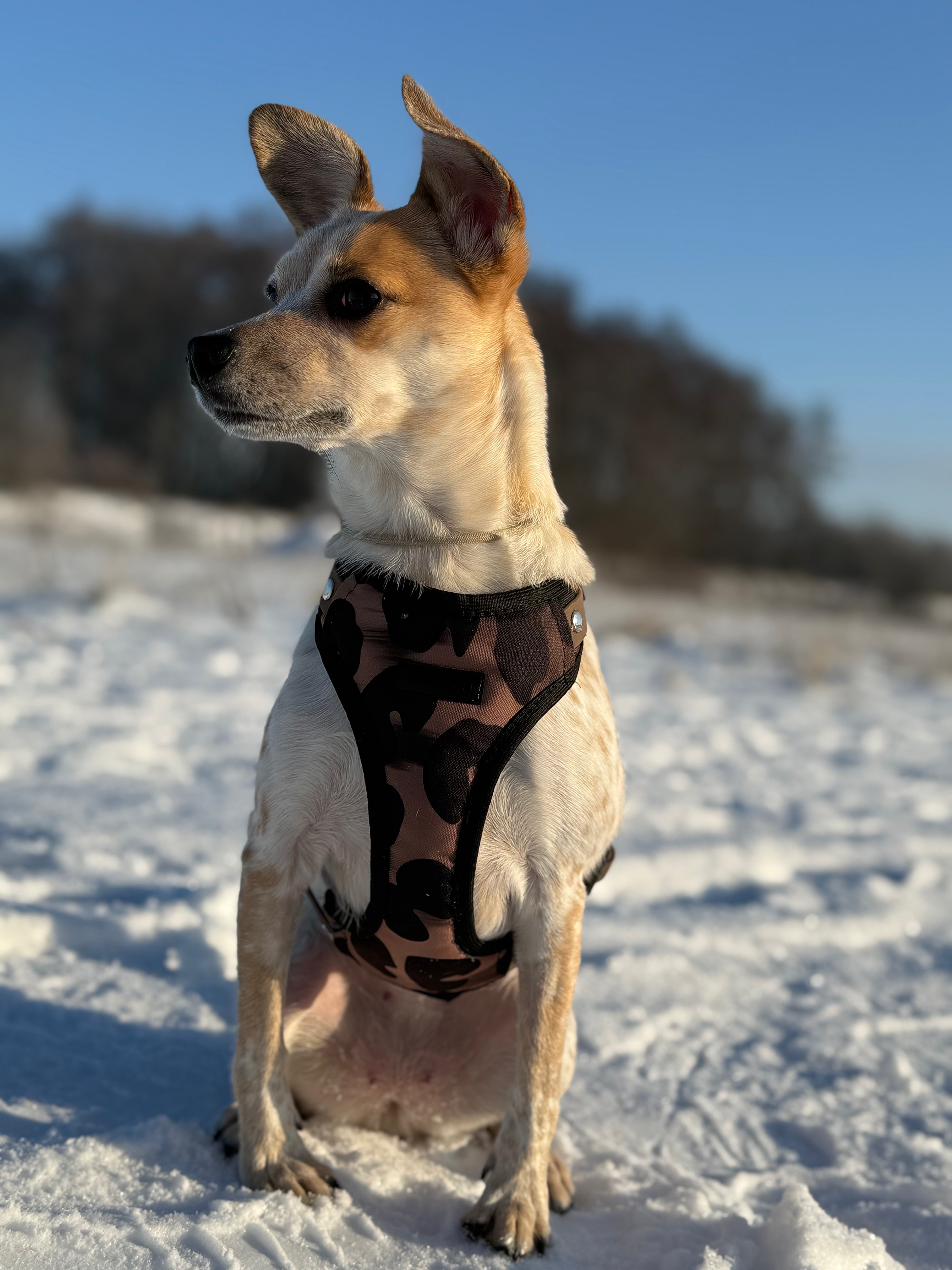 Bezuciskowe szelki guard - WILD