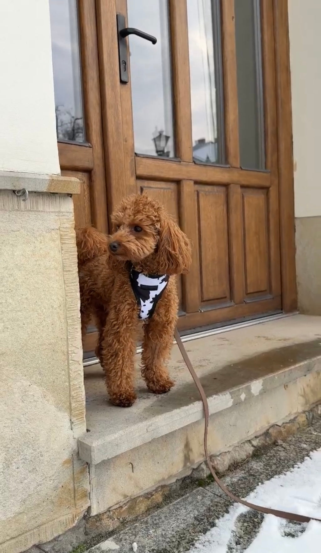 Bezuciskowe szelki guard - WILD