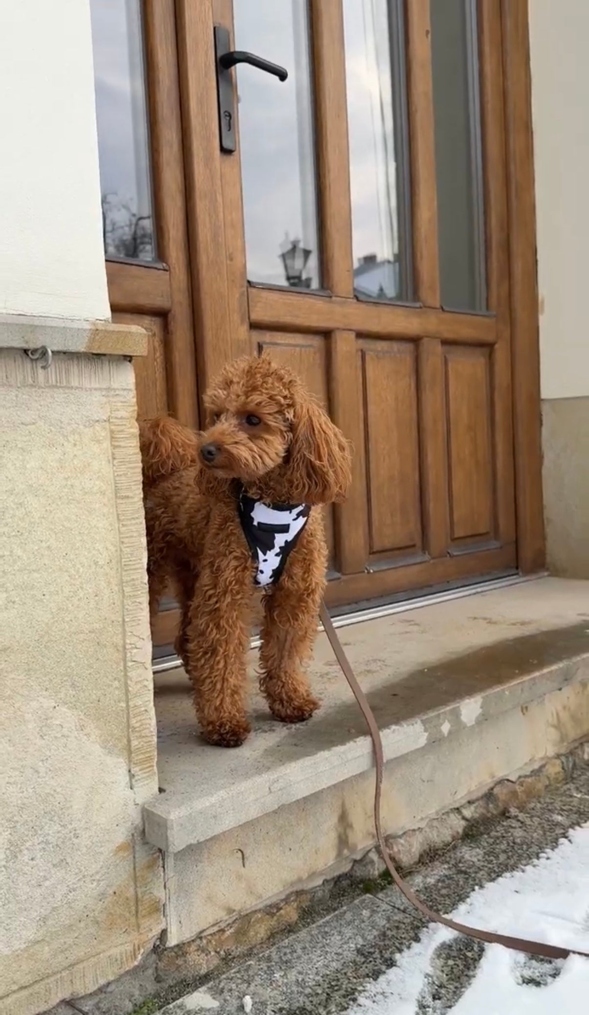 Bezuciskowe szelki guard - WILD