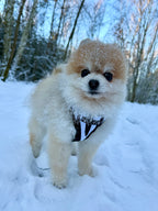 Bezuciskowe szelki guard - WILD