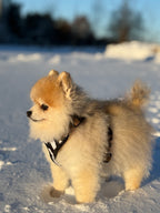 Bezuciskowe szelki guard - WILD