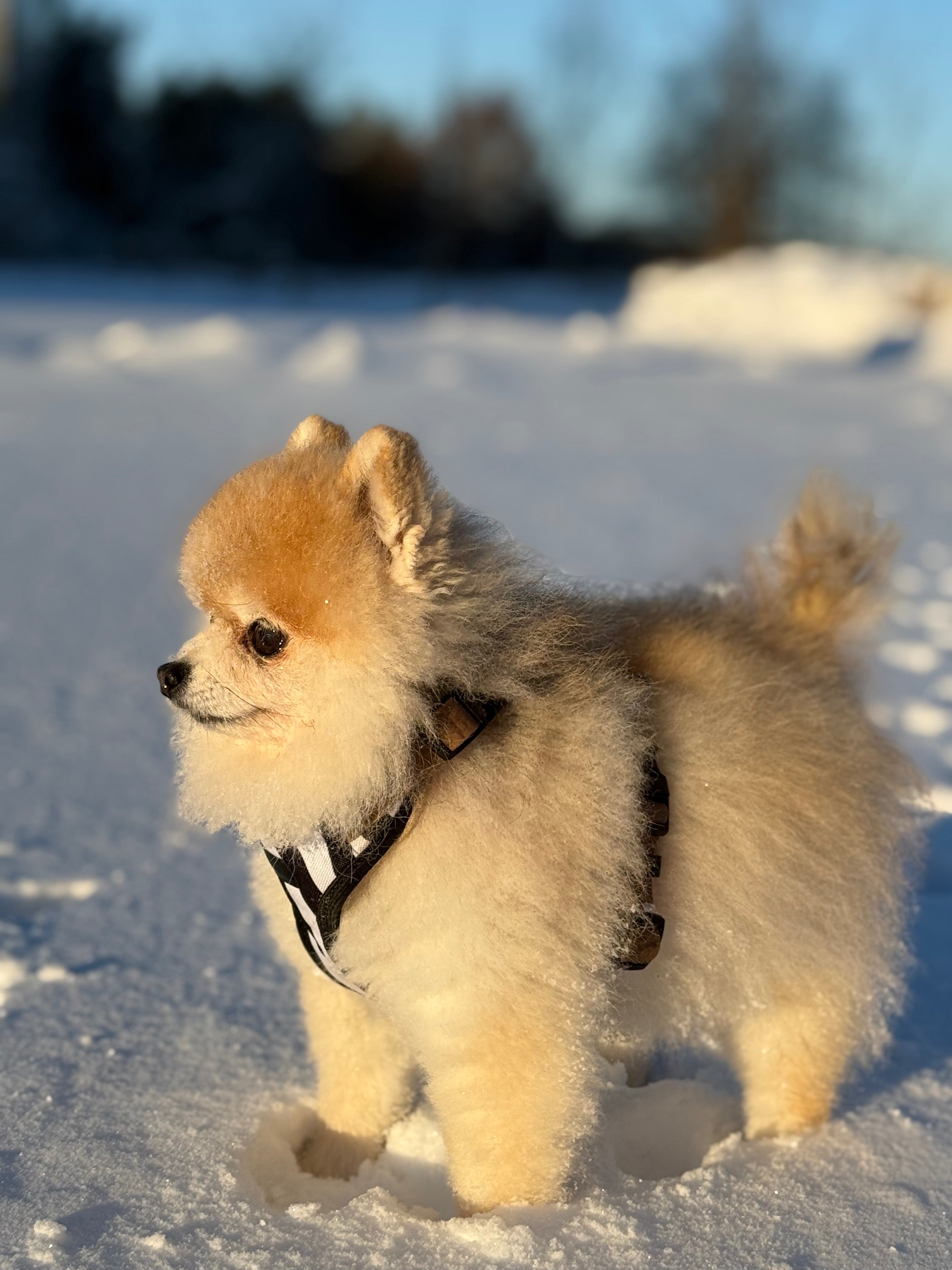 Bezuciskowe szelki guard - WILD