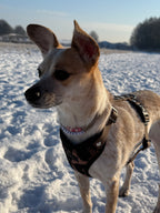 Bezuciskowe szelki guard - WILD