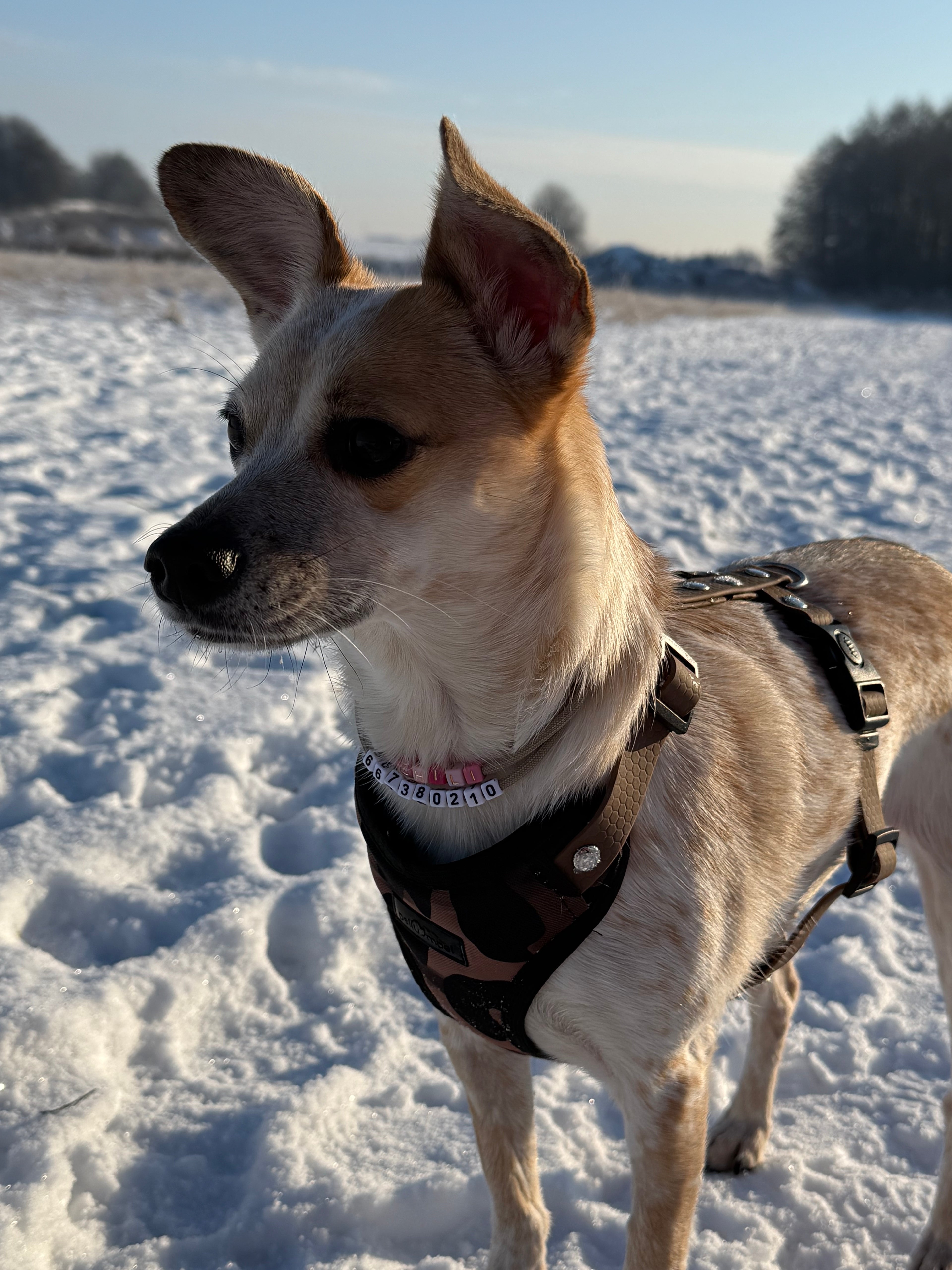 Bezuciskowe szelki guard - WILD