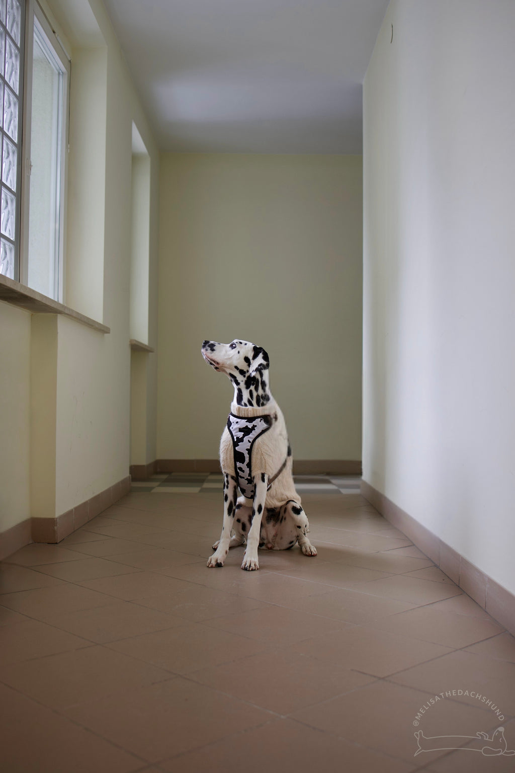 Bezuciskowe szelki guard - WILD