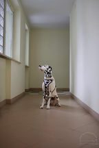 Bezuciskowe szelki guard - WILD