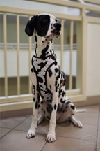 Bezuciskowe szelki guard - WILD