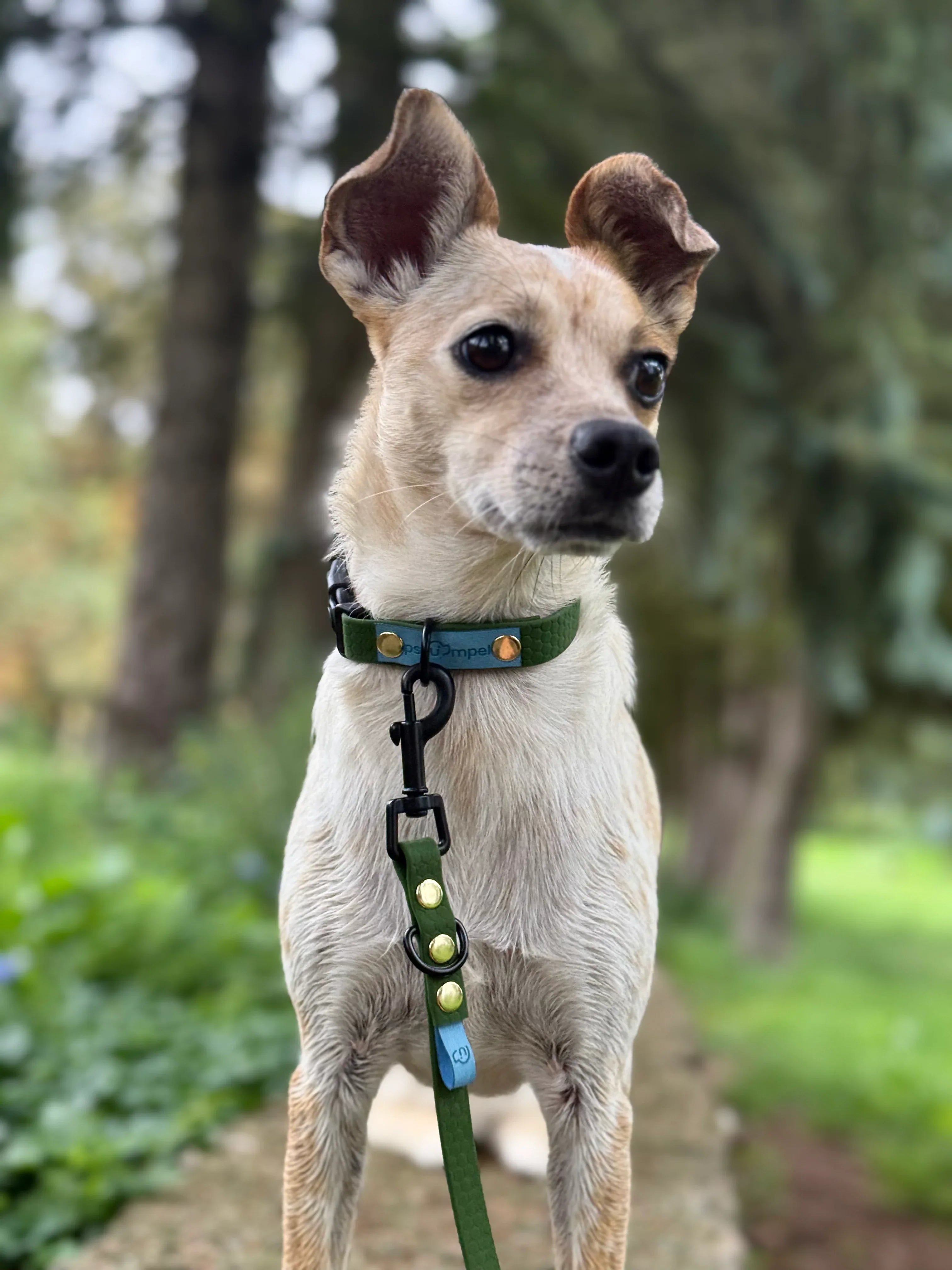 Wodoodporna obroża z klamrą - Psiumpel