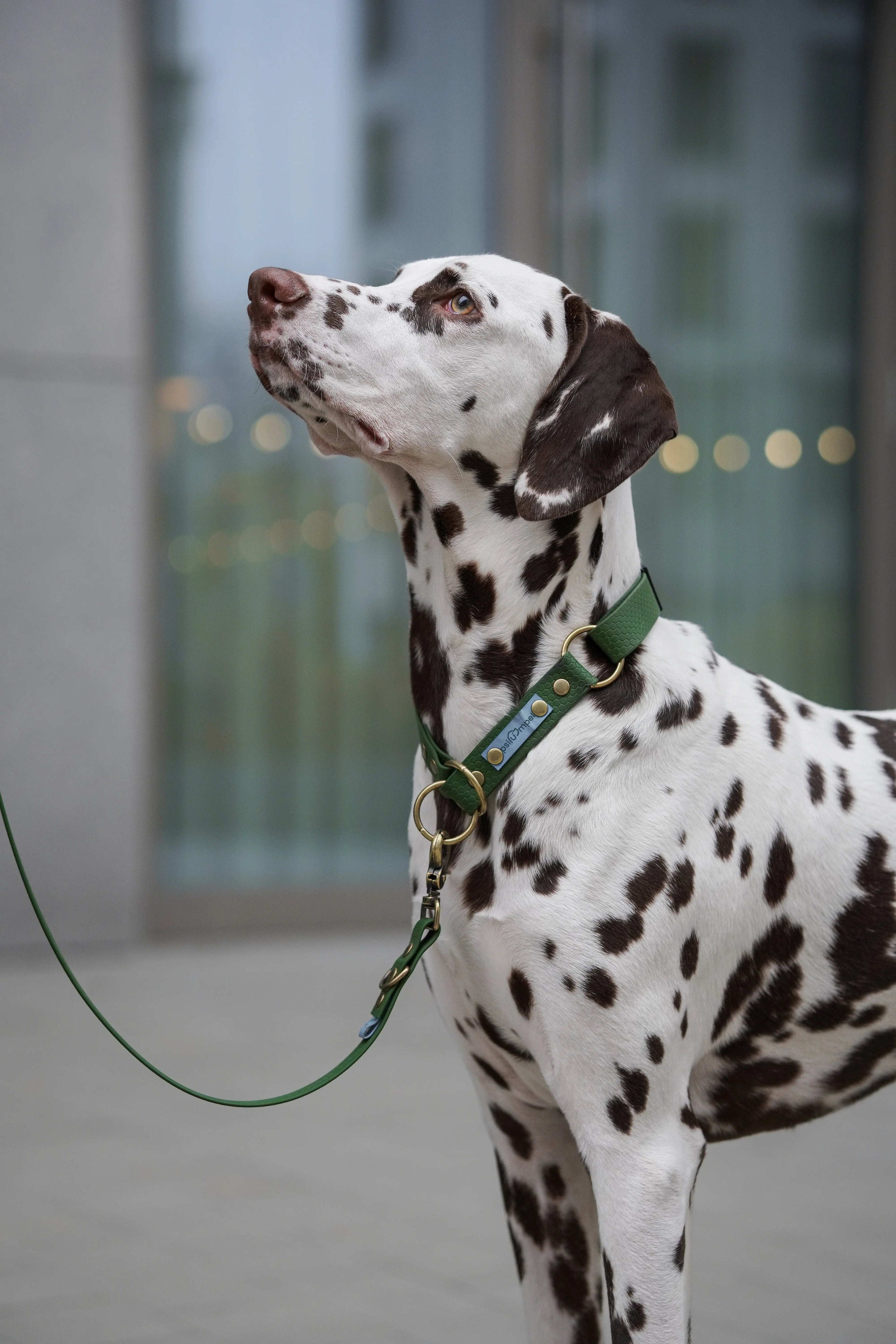 Wodoodporna obroża półzaciskowa - Psiumpel