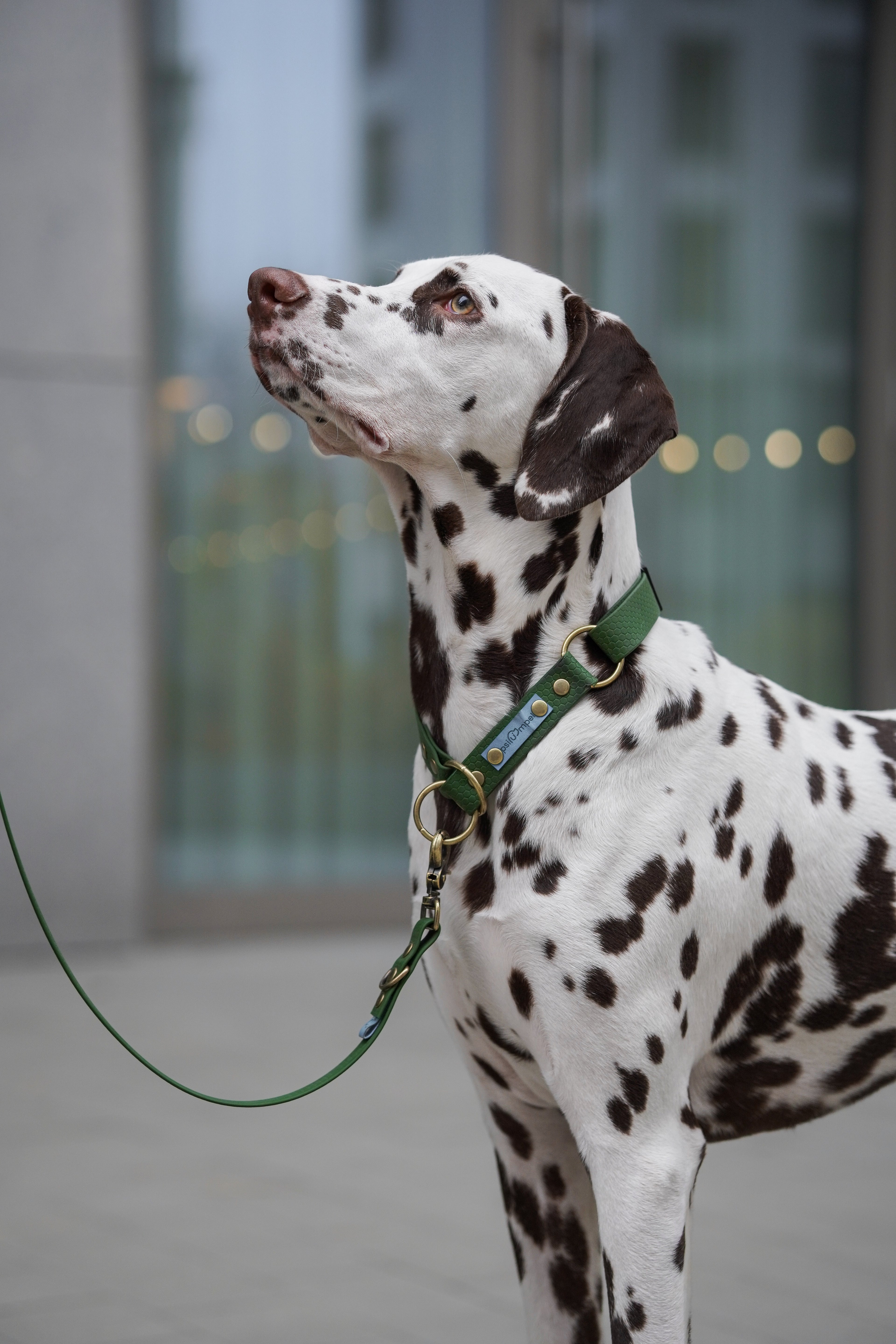 Obroża półzaciskowa Psiumpel, dla Psa i Ciebie